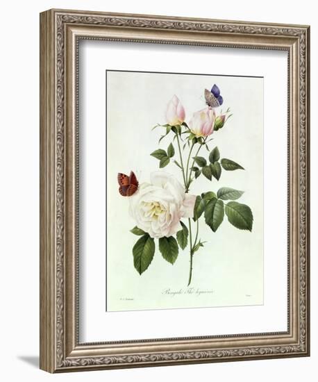 Rosa Bengale the Hymenes-Pierre-Joseph Redouté-Framed Giclee Print