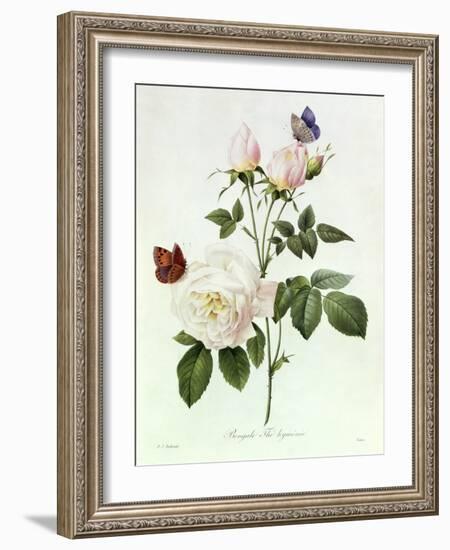 Rosa Bengale the Hymenes-Pierre-Joseph Redouté-Framed Giclee Print