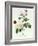 Rosa Bengale the Hymenes-Pierre-Joseph Redouté-Framed Giclee Print