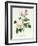 Rosa Bengale the Hymenes-Pierre-Joseph Redouté-Framed Giclee Print