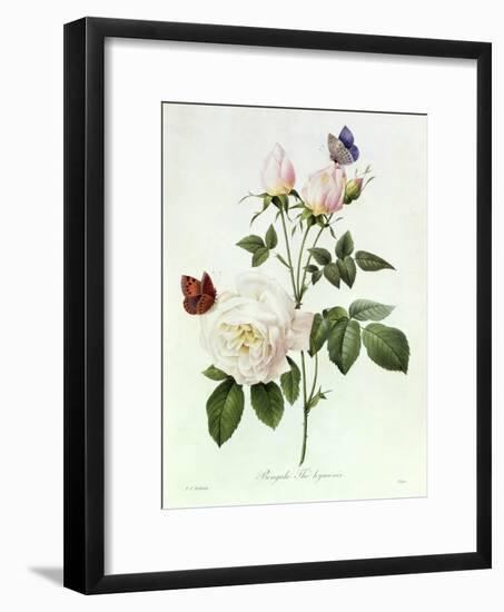 Rosa Bengale the Hymenes-Pierre-Joseph Redouté-Framed Giclee Print
