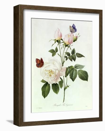 Rosa Bengale the Hymenes-Pierre-Joseph Redouté-Framed Giclee Print