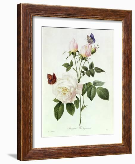 Rosa Bengale the Hymenes-Pierre-Joseph Redouté-Framed Giclee Print