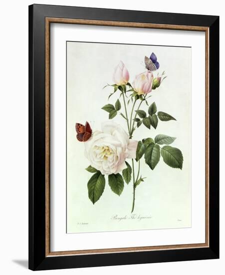 Rosa Bengale the Hymenes-Pierre-Joseph Redouté-Framed Giclee Print