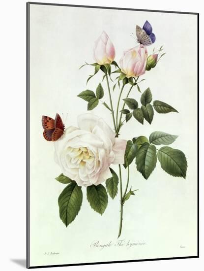 Rosa Bengale the Hymenes-Pierre-Joseph Redouté-Mounted Giclee Print