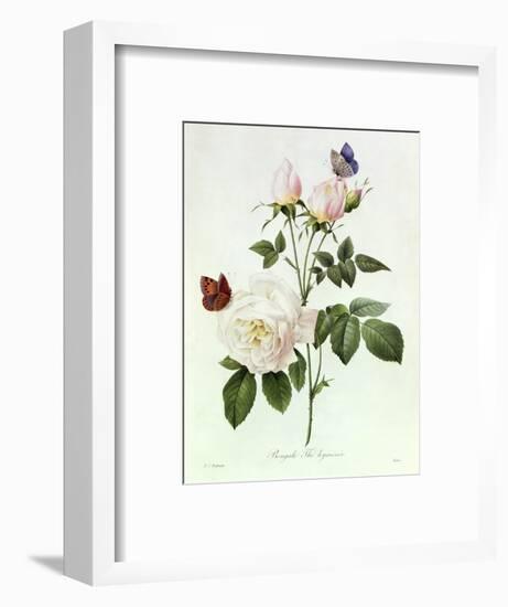 Rosa Bengale the Hymenes-Pierre-Joseph Redouté-Framed Premium Giclee Print