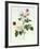 Rosa Bengale the Hymenes-Pierre-Joseph Redouté-Framed Giclee Print