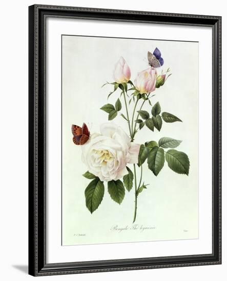 Rosa Bengale the Hymenes-Pierre-Joseph Redouté-Framed Giclee Print