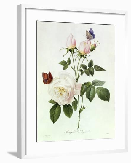 Rosa Bengale the Hymenes-Pierre-Joseph Redouté-Framed Giclee Print