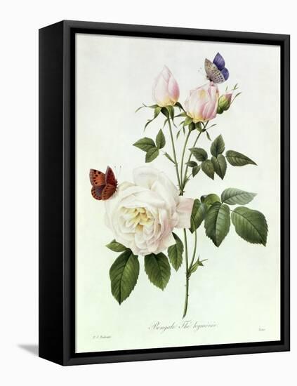 Rosa Bengale the Hymenes-Pierre-Joseph Redouté-Framed Premier Image Canvas