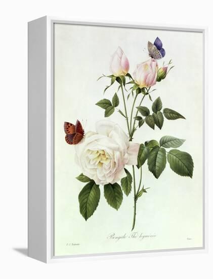 Rosa Bengale the Hymenes-Pierre-Joseph Redouté-Framed Premier Image Canvas