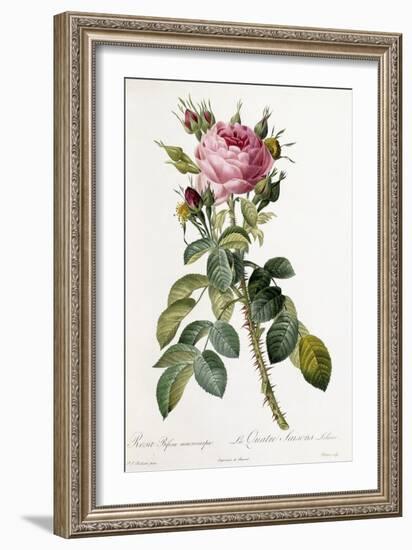 Rosa Bifera Macrocarpa, 1817-1824-Pierre-Joseph Redouté-Framed Giclee Print