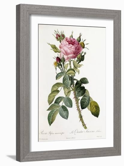 Rosa Bifera Macrocarpa, 1817-1824-Pierre-Joseph Redouté-Framed Giclee Print