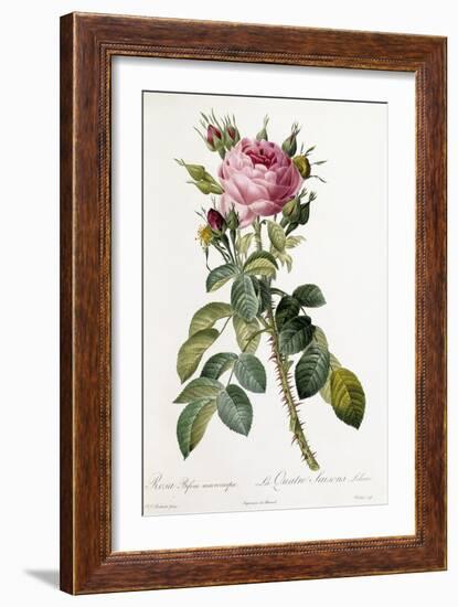 Rosa Bifera Macrocarpa, 1817-1824-Pierre-Joseph Redouté-Framed Giclee Print