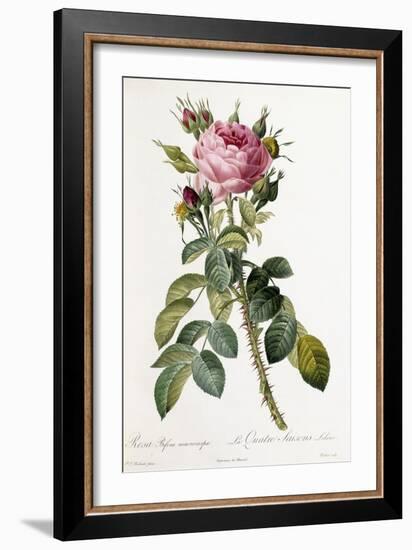 Rosa Bifera Macrocarpa, 1817-1824-Pierre-Joseph Redouté-Framed Giclee Print