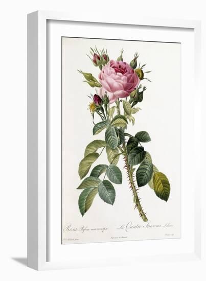 Rosa Bifera Macrocarpa, 1817-1824-Pierre-Joseph Redouté-Framed Giclee Print