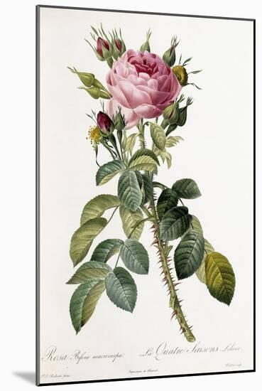 Rosa Bifera Macrocarpa, 1817-1824-Pierre-Joseph Redouté-Mounted Giclee Print