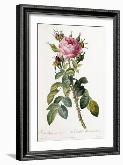 Rosa Bifera Macrocarpa, 1817-1824-Pierre-Joseph Redouté-Framed Giclee Print