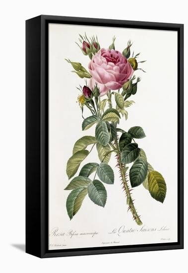 Rosa Bifera Macrocarpa, 1817-1824-Pierre-Joseph Redouté-Framed Premier Image Canvas