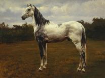 Etude de cheval blanc-Rosa Bonheur-Giclee Print