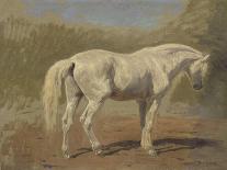 A Grey Camarguen Stallion in a Clearing-Rosa Bonheur-Giclee Print