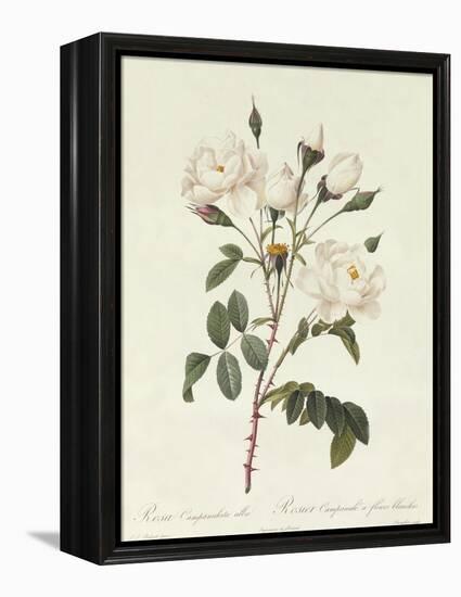 Rosa Campanulata Alba-Pierre-Joseph Redouté-Framed Premier Image Canvas