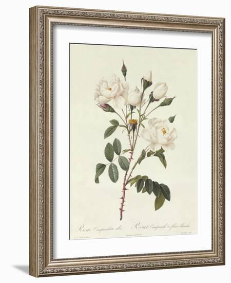 Rosa Campanulata Alba-Pierre-Joseph Redouté-Framed Giclee Print