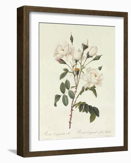 Rosa Campanulata Alba-Pierre-Joseph Redouté-Framed Giclee Print