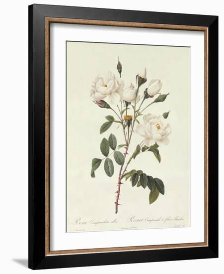Rosa Campanulata Alba-Pierre-Joseph Redouté-Framed Giclee Print