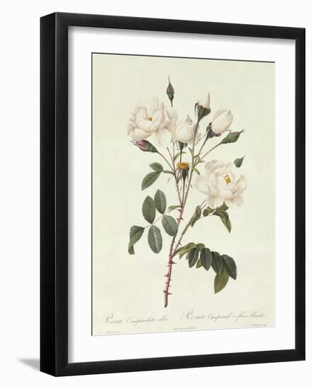 Rosa Campanulata Alba-Pierre-Joseph Redouté-Framed Giclee Print