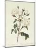 Rosa Campanulata Alba-Pierre-Joseph Redouté-Mounted Giclee Print