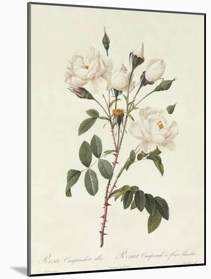 Rosa Campanulata Alba-Pierre-Joseph Redouté-Mounted Giclee Print