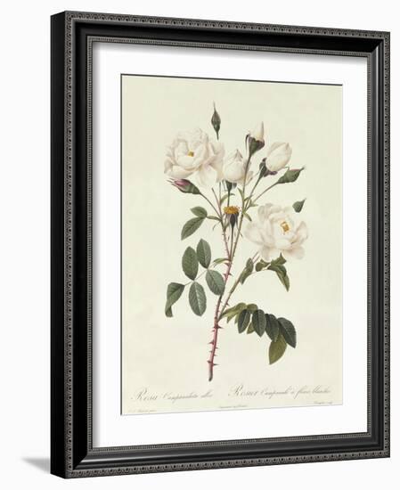 Rosa Campanulata Alba-Pierre-Joseph Redouté-Framed Giclee Print