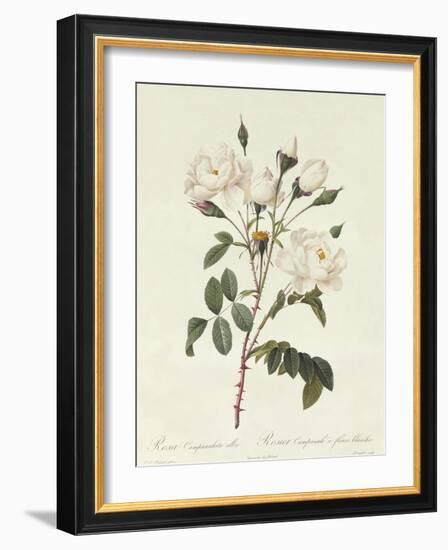 Rosa Campanulata Alba-Pierre-Joseph Redouté-Framed Giclee Print