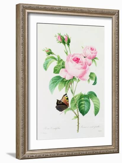 Rosa Centifola (Coloured Engraving)-Pierre-Joseph Redouté-Framed Giclee Print