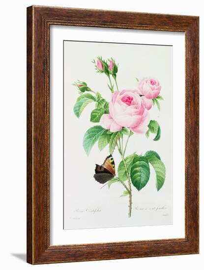 Rosa Centifola (Coloured Engraving)-Pierre-Joseph Redouté-Framed Giclee Print