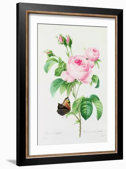 Rosa Centifola (Coloured Engraving)-Pierre-Joseph Redouté-Framed Giclee Print