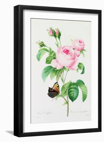 Rosa Centifola (Coloured Engraving)-Pierre-Joseph Redouté-Framed Giclee Print