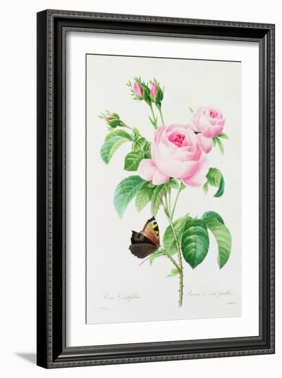 Rosa Centifola (Coloured Engraving)-Pierre-Joseph Redouté-Framed Giclee Print