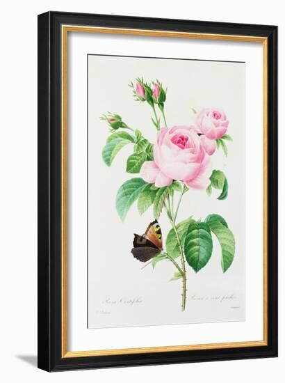 Rosa Centifola (Coloured Engraving)-Pierre-Joseph Redouté-Framed Giclee Print