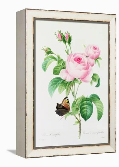 Rosa Centifola (Coloured Engraving)-Pierre-Joseph Redouté-Framed Premier Image Canvas