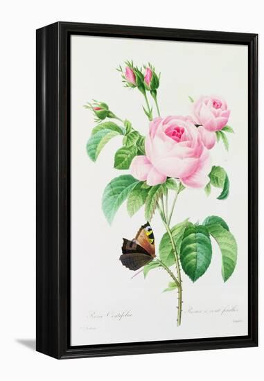 Rosa Centifola (Coloured Engraving)-Pierre-Joseph Redouté-Framed Premier Image Canvas