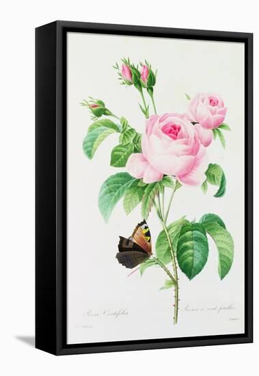 Rosa Centifola (Coloured Engraving)-Pierre-Joseph Redouté-Framed Premier Image Canvas