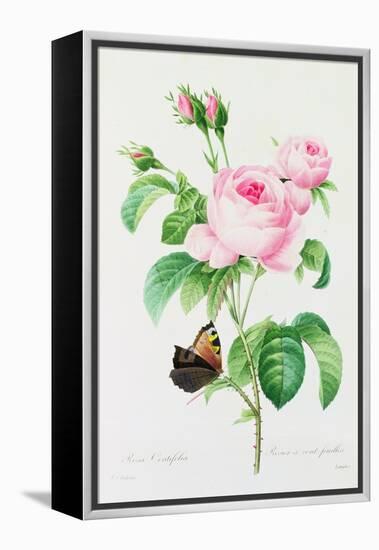 Rosa Centifola (Coloured Engraving)-Pierre-Joseph Redouté-Framed Premier Image Canvas
