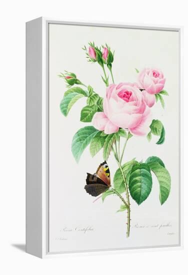 Rosa Centifola (Coloured Engraving)-Pierre-Joseph Redouté-Framed Premier Image Canvas