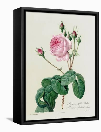Rosa Centifolia Bullata-Pierre-Joseph Redouté-Framed Premier Image Canvas
