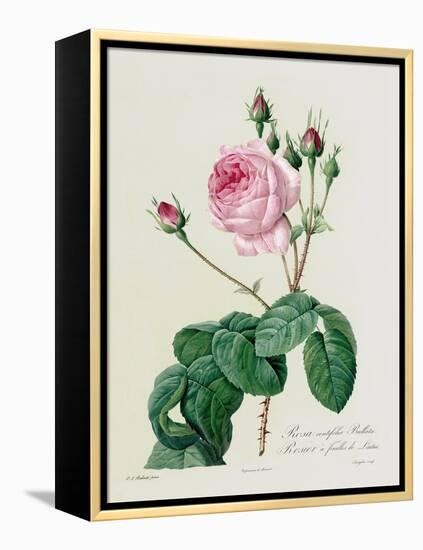 Rosa Centifolia Bullata-Pierre-Joseph Redouté-Framed Premier Image Canvas