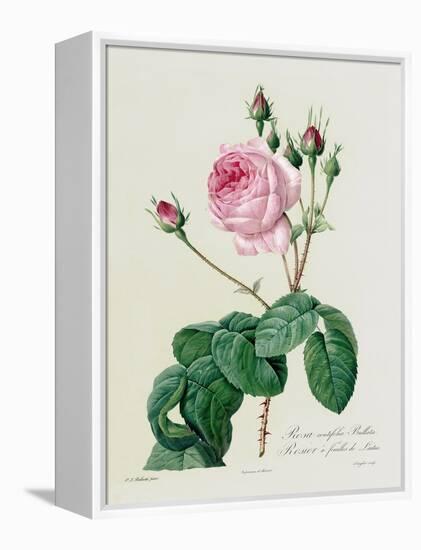 Rosa Centifolia Bullata-Pierre-Joseph Redouté-Framed Premier Image Canvas