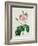 Rosa Centifolia Bullata-Pierre-Joseph Redouté-Framed Giclee Print