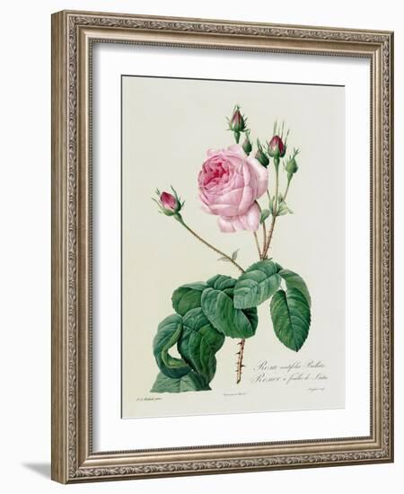 Rosa Centifolia Bullata-Pierre-Joseph Redouté-Framed Giclee Print